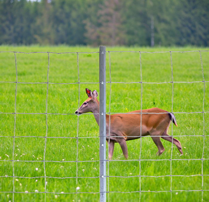 Forstzäune richtig auswählen: Der optimale Schutz für Wald