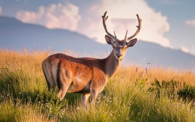 Wildschutzzaun 120: Warum Höhe eine entscheidende Rolle beim Schutz Ihres Grundstücks spielt