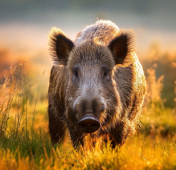 Geflecht-Abroller Schlitten für Wildzäune: Effizienz steigern und Kosten senken