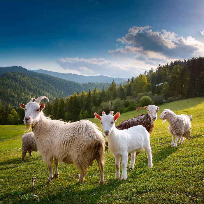 Ziegen auf einem Berg schauen in die Kamera